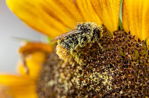 na co pomoże pyłek kwiatowy